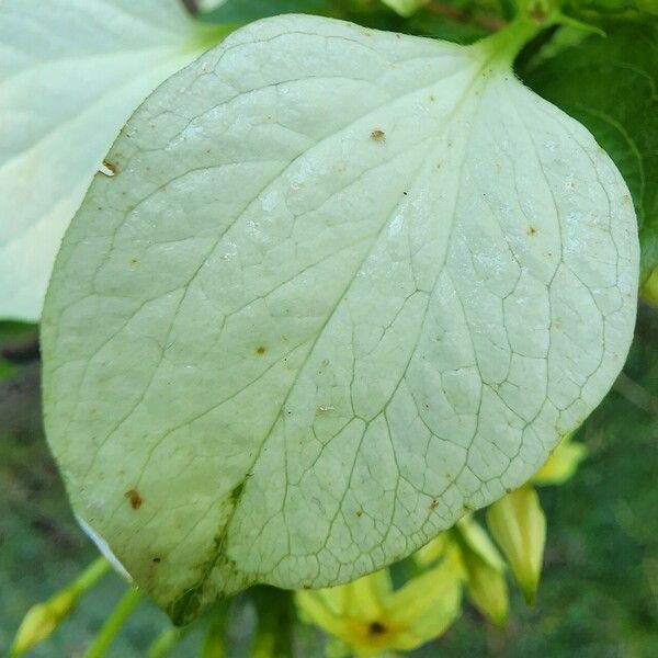 Mussaenda frondosa Levél