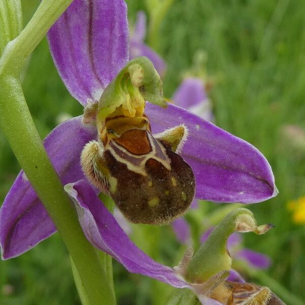 Ophrys apifera Flower