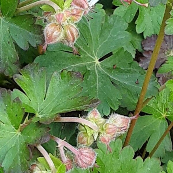 Geranium macrorrhizum 花