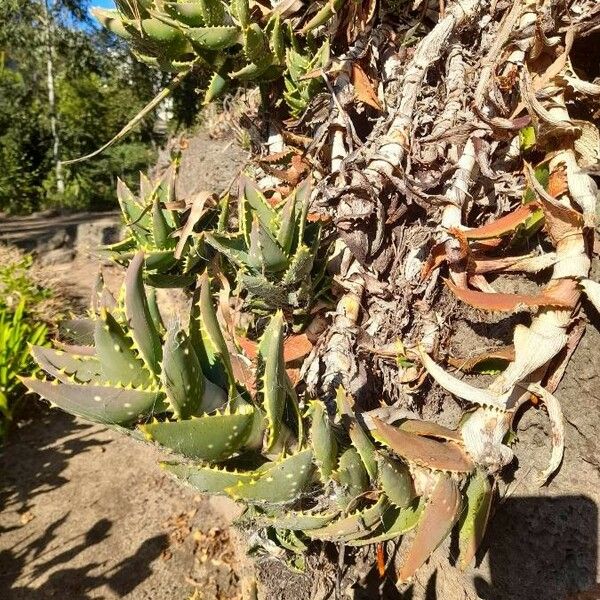 Aloe distans Habitatea