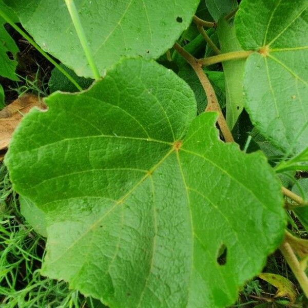 Dombeya rotundifolia Fulla