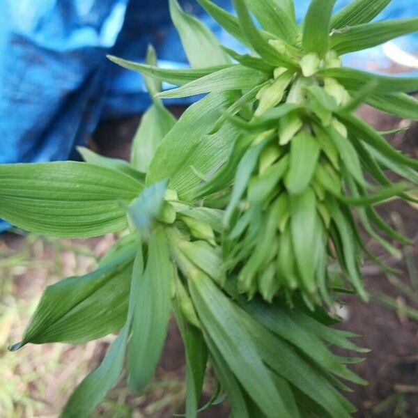 Epipactis helleborine Folha