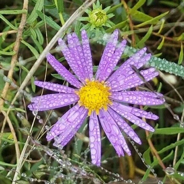 Aster alpinus Цвят