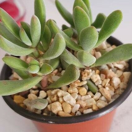 Crassula rogersii Blad