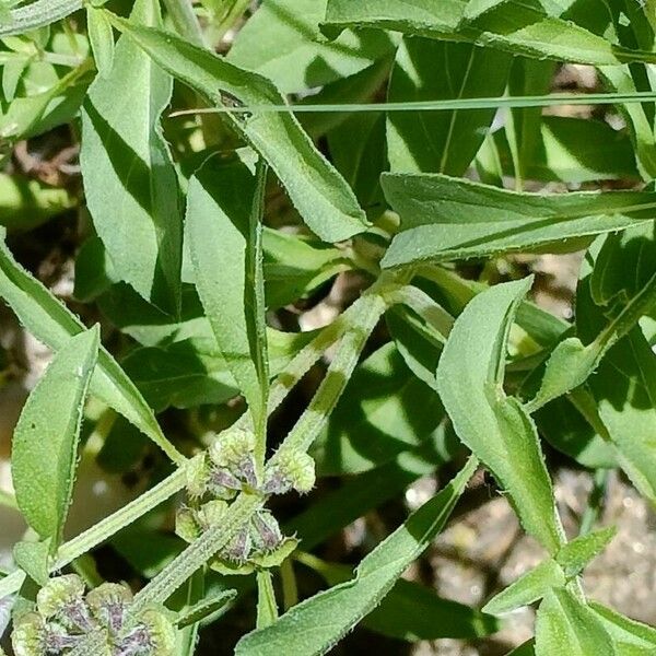 Ocimum americanum Hostoa