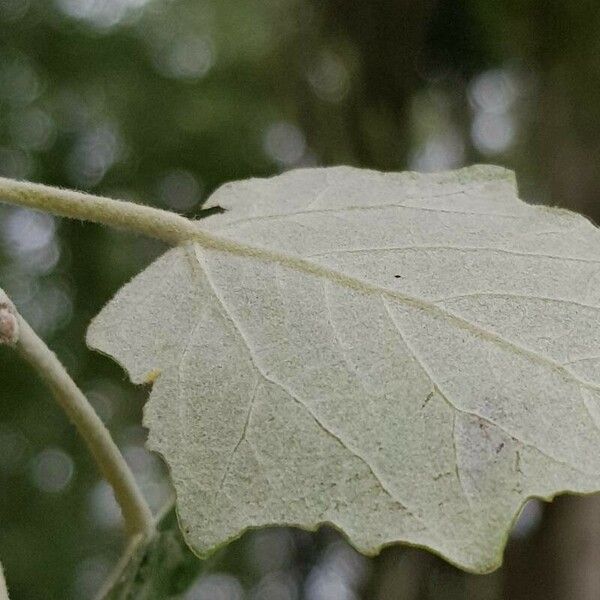 Populus alba Blatt