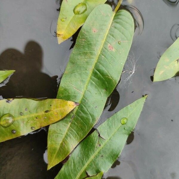 Persicaria amphibia برگ