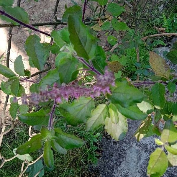 Ocimum tenuiflorum Žiedas