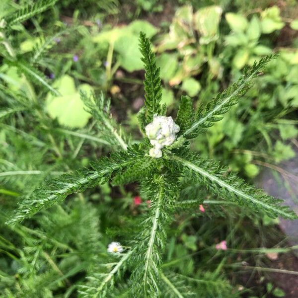 Achillea millefolium Levél