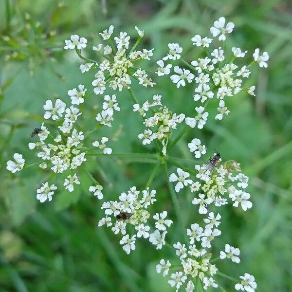 Chaerophyllum temulum Blüte