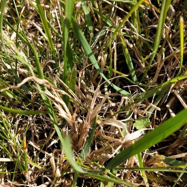 Danthonia decumbens Кора