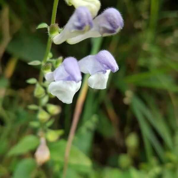 Scutellaria integrifolia Cvet