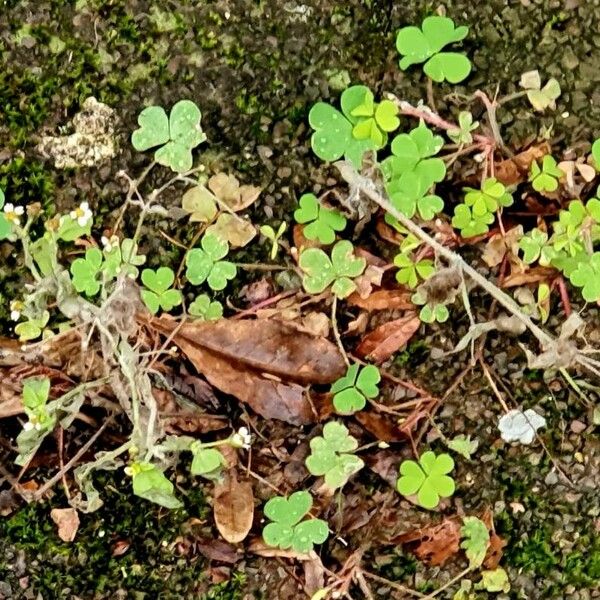 Oxalis exilis Foglia