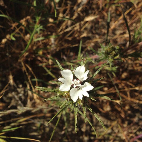 Calycadenia multiglandulosa Λουλούδι