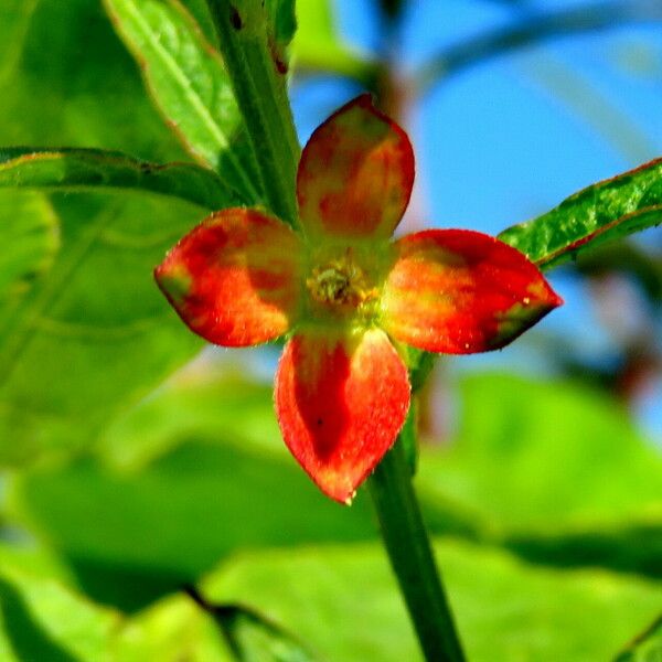 Ludwigia octovalvis Flower