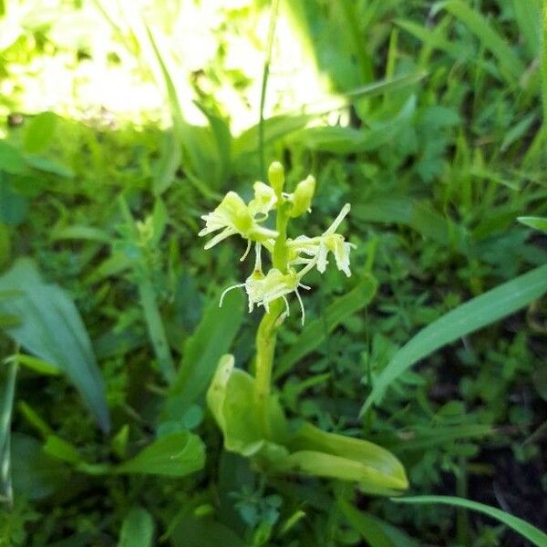 Liparis loeselii Flower