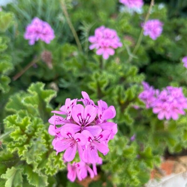 Pelargonium capitatum Цветок