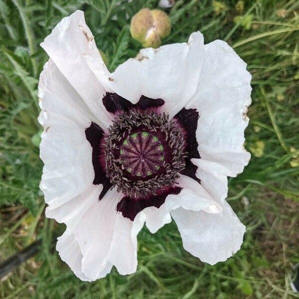 Papaver orientale Cvet