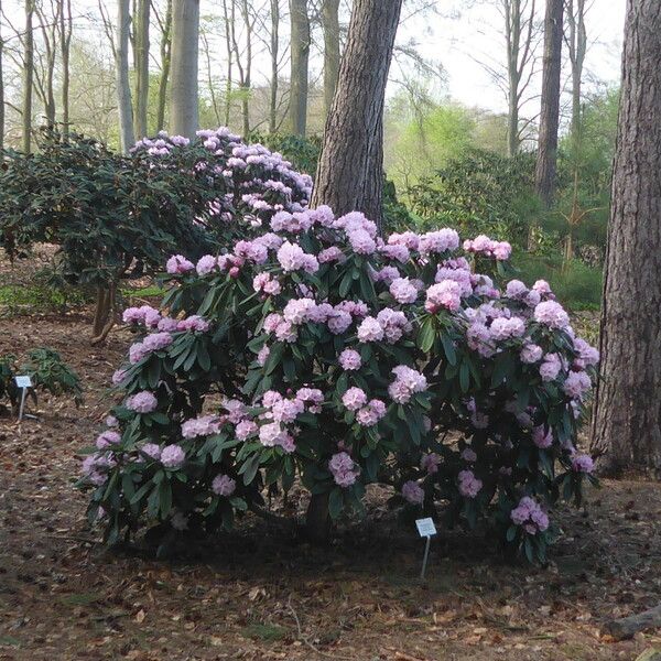 Rhododendron uvariifolium Habit