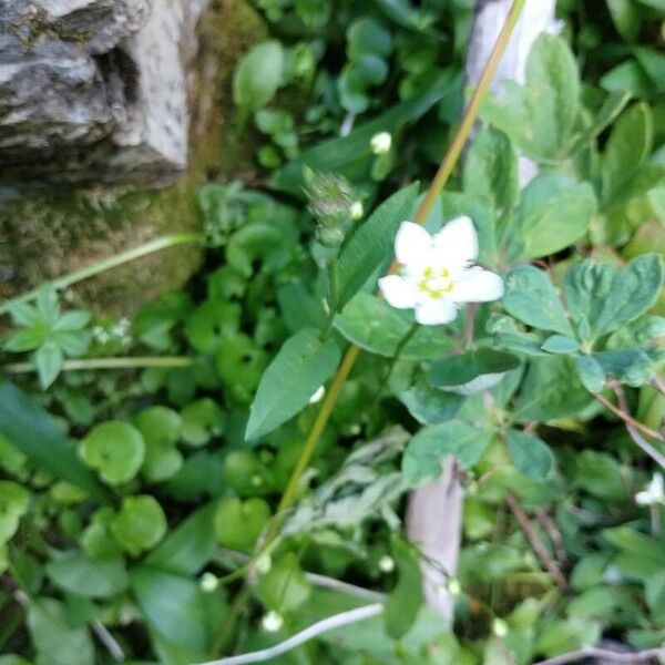 Parnassia fimbriata Lorea