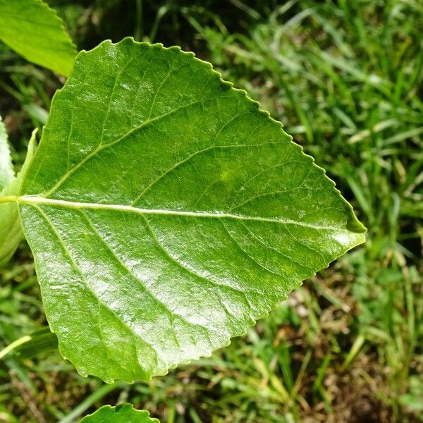 Populus nigra Fulla