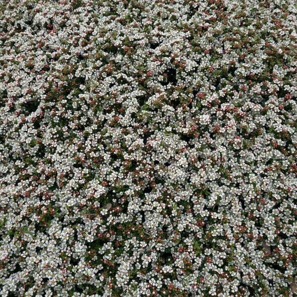 Cotoneaster dammeri Habit