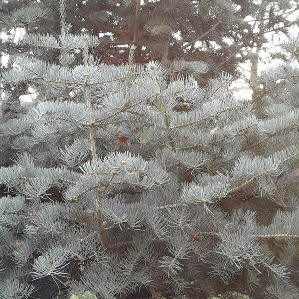 Abies concolor Leaf