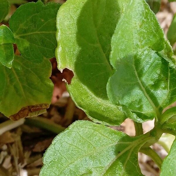 Acmella oleracea Leaf