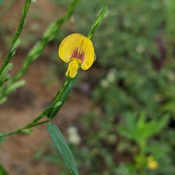 Zornia latifolia Flor
