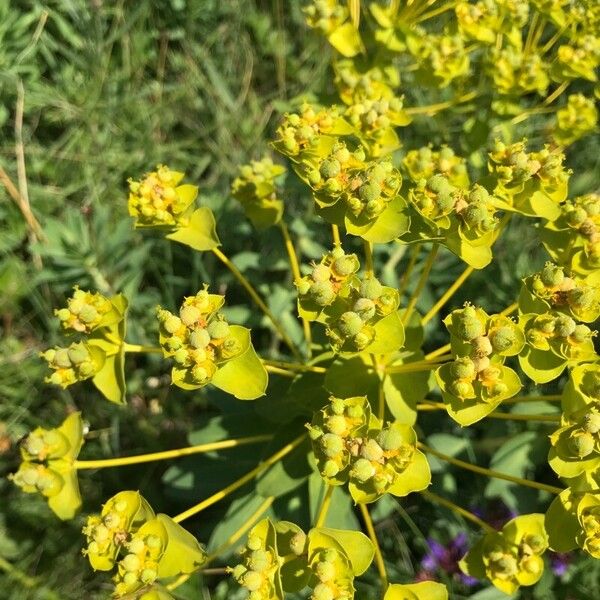 Euphorbia glareosa Flower