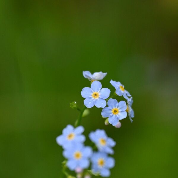 Myosotis nemorosa Flor