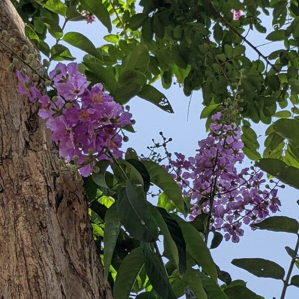 Lagerstroemia speciosa फूल