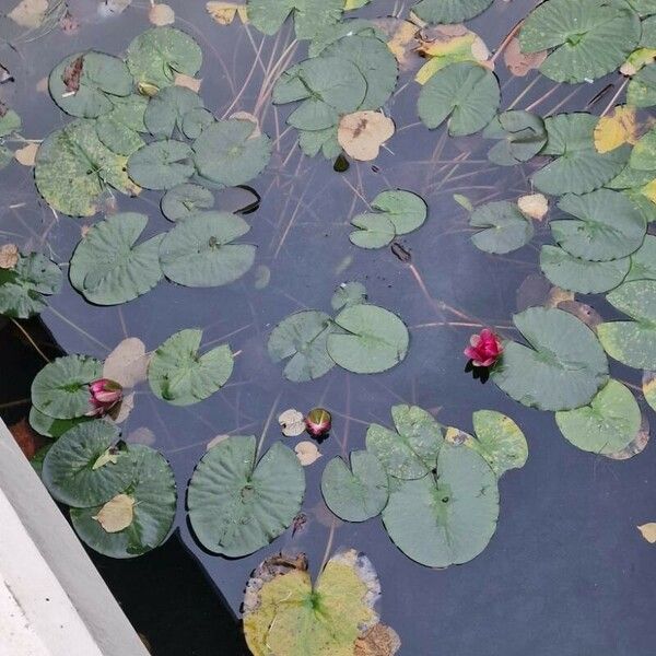 Nymphaea candida Ostatní