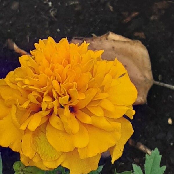 Tagetes erecta ᱵᱟᱦᱟ