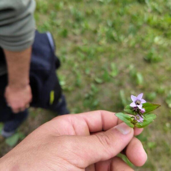 Gentianella amarella Flors