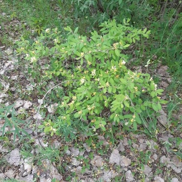 Lonicera morrowii Habit