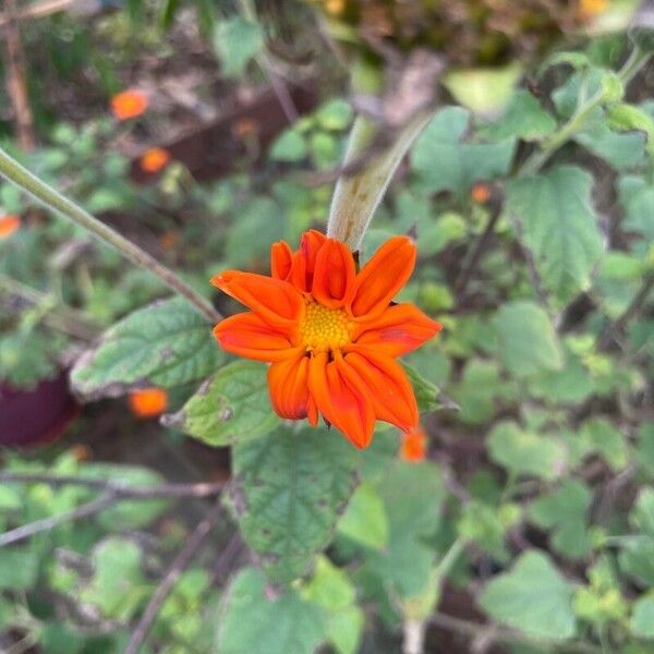 Tithonia rotundifolia Kvet