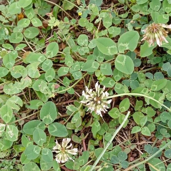 Trifolium repens आदत