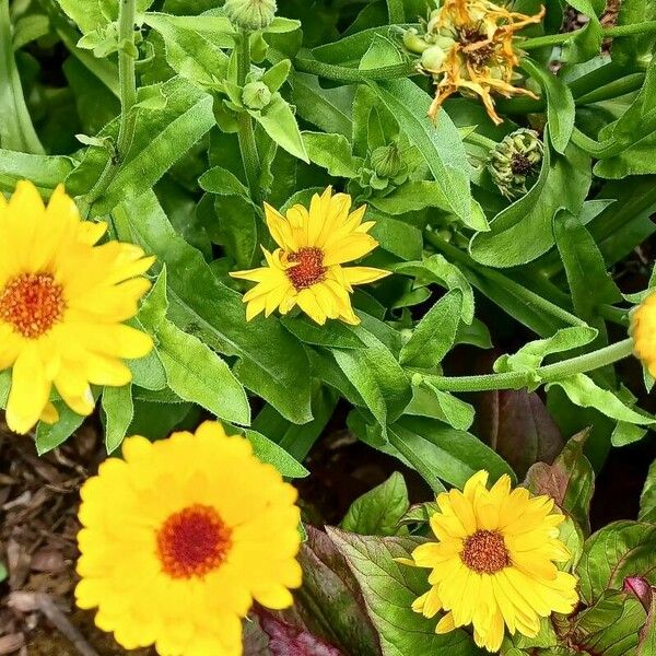 Calendula arvensis Flower