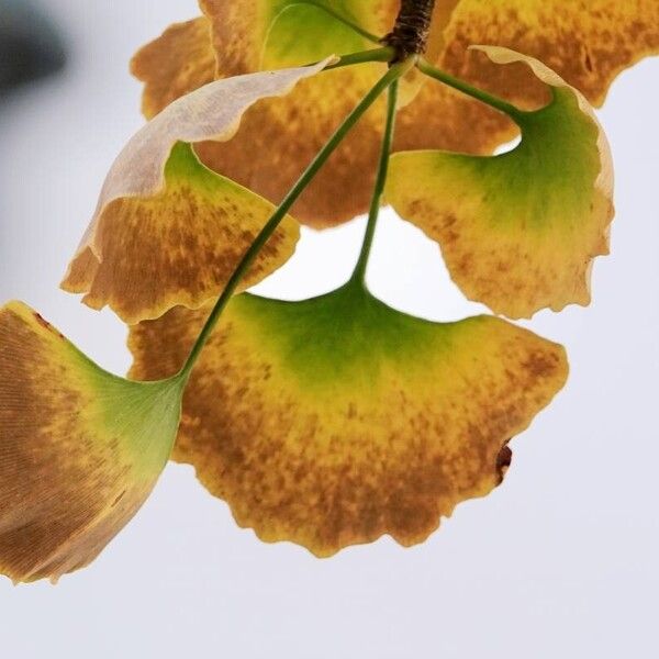 Ginkgo biloba Leaf