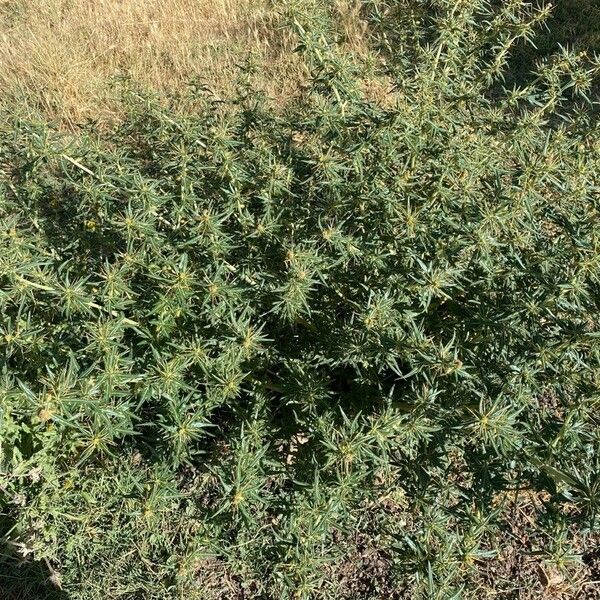 Xanthium spinosum Flor