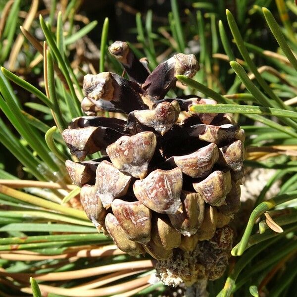 Pinus mugo 果実