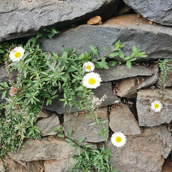 Erigeron karvinskianus Flower