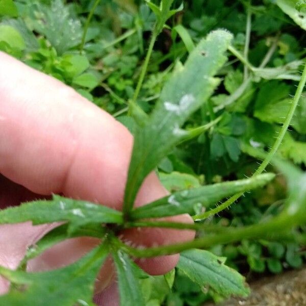 Papaver dubium برگ