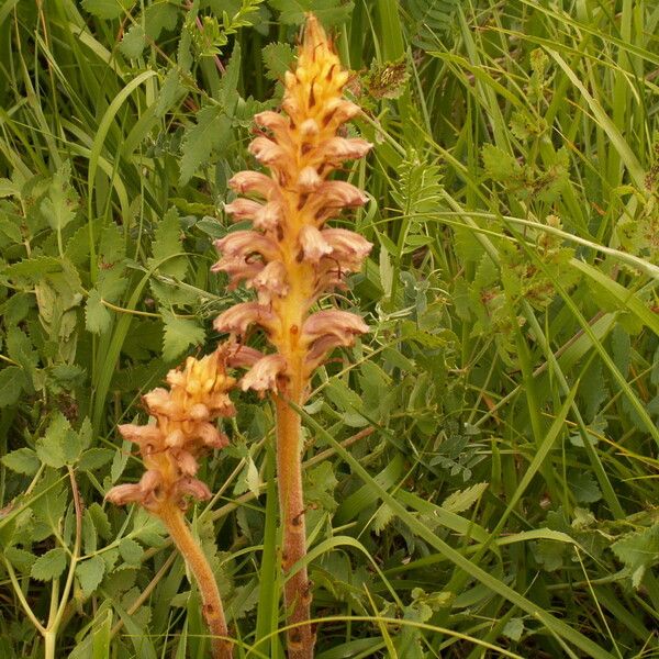 Orobanche alsatica Flower