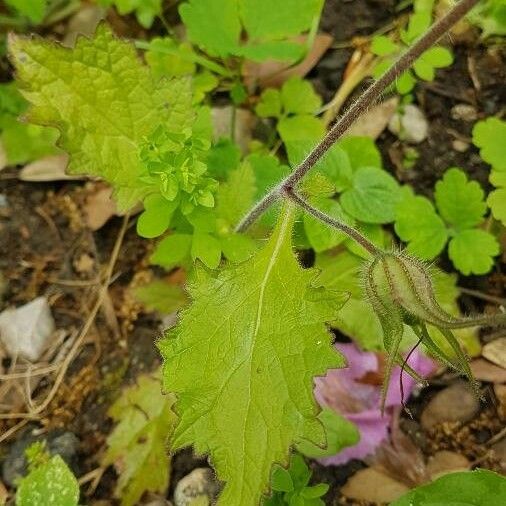 Rehmannia piasezkii Leaf