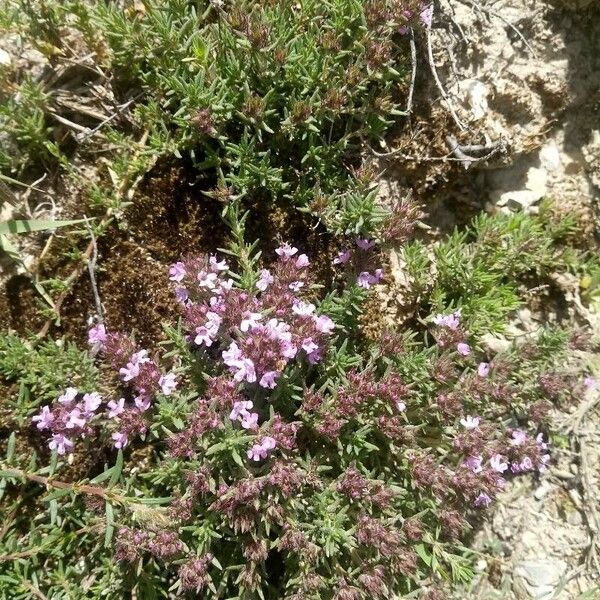 Thymus algeriensis Flower