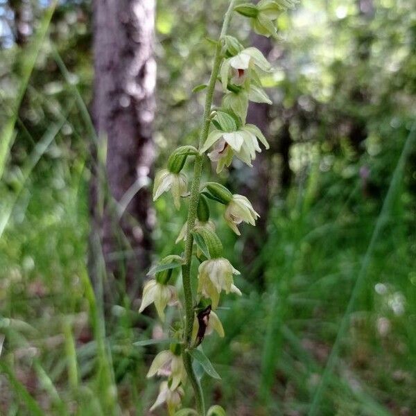 Epipactis muelleri Flower