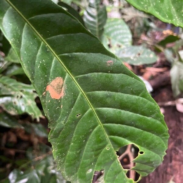 Alchornea floribunda 葉