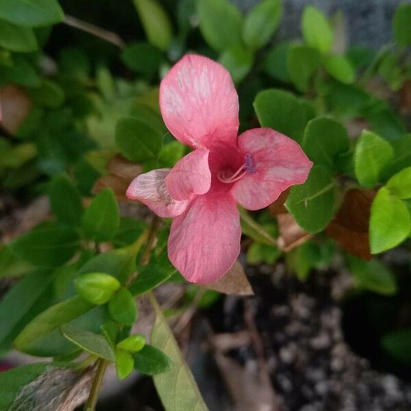 Barleria repens Fleur